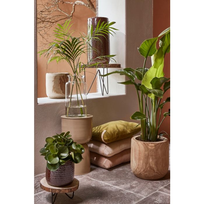 Pia urtepotte i kejsertræ