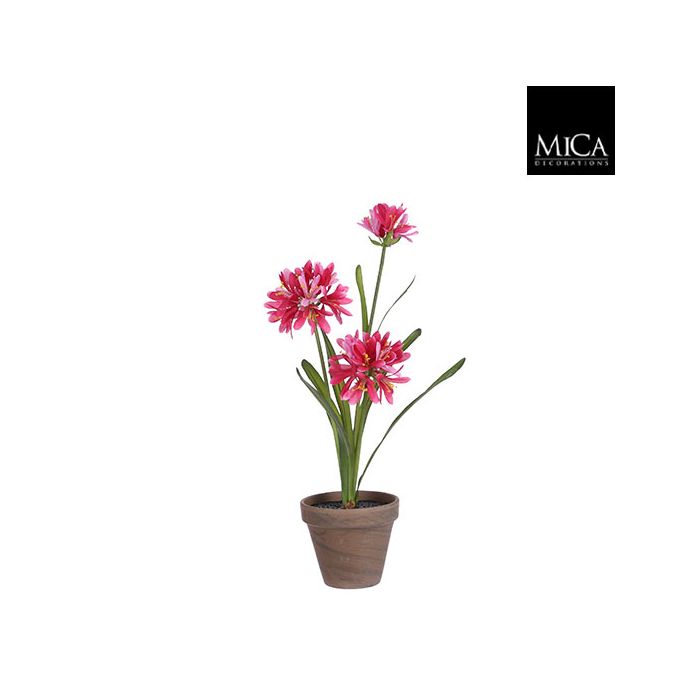 Skærmlilje lyserød 45 cm høj