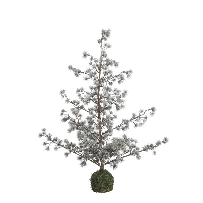 Lærketræ med let frost 90 cm højt