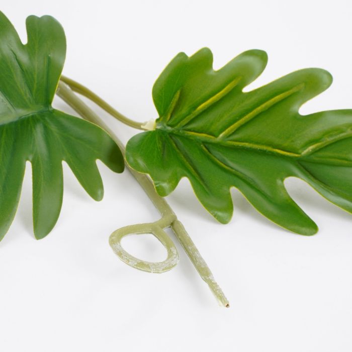 Philodendron xanadu ranke 115 cm lang