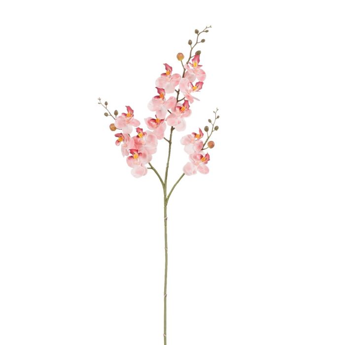 Phalaenopsis orkidéstilk lyserød