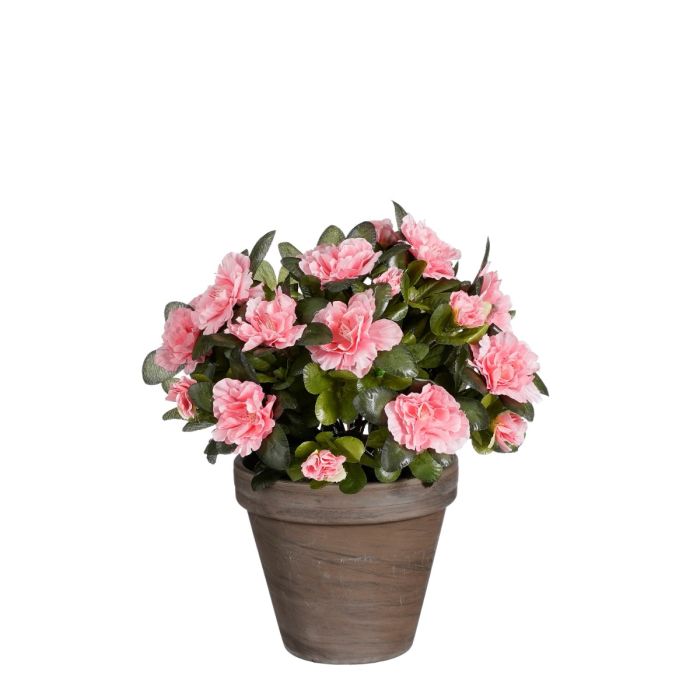 Azalea ferskenfarvet 31 cm høj