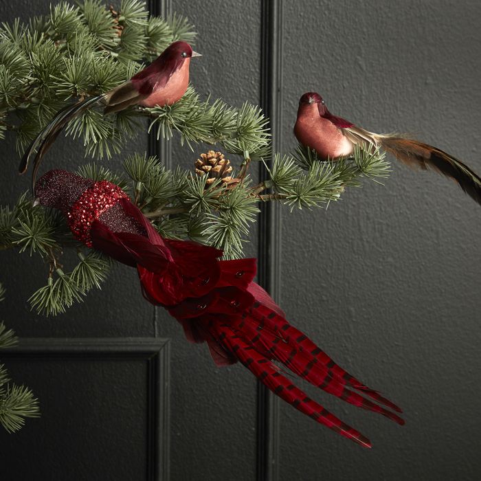 Fugl med lang fjerhale på klips