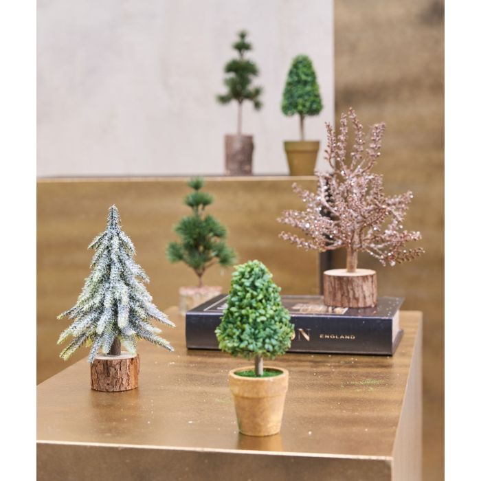 Buskbom kegle i potte 15 cm høj