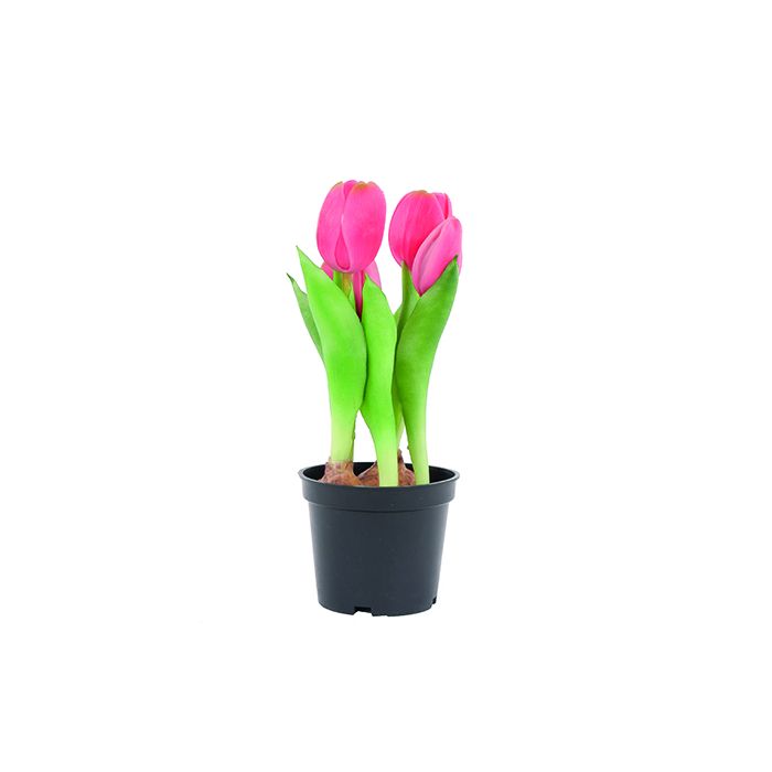 Tulipaner i potte pink