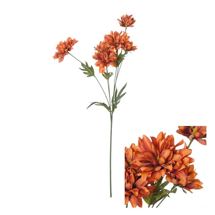Blomsterstilk Krysantemum rust