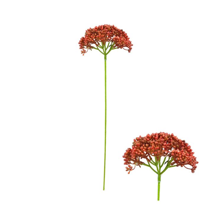 Røllikeblomst rød 55 cm