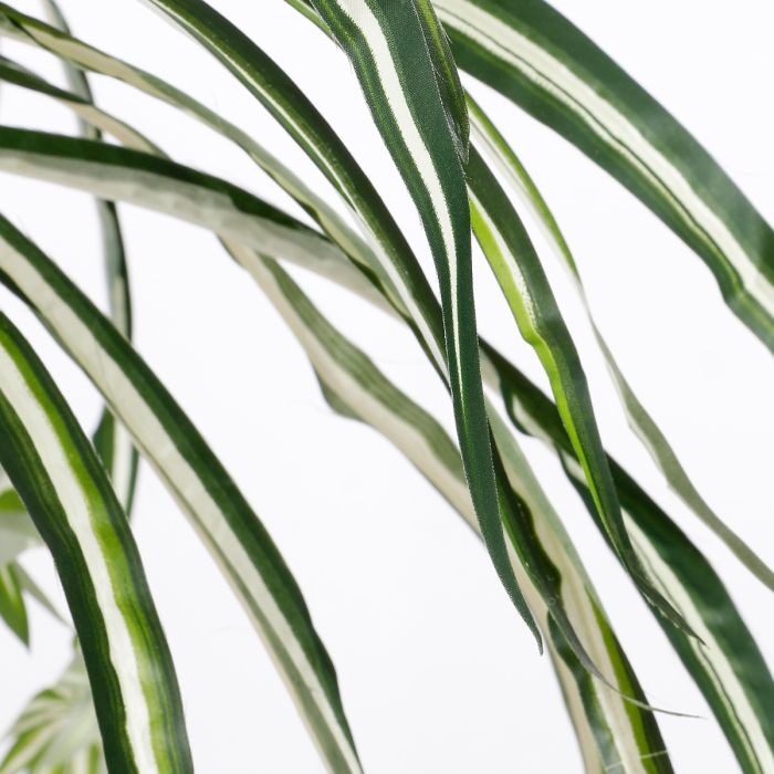 Chlorophytum væddeløber 45 cm høj