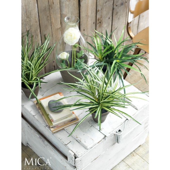 Dracaena plante 34 cm høj