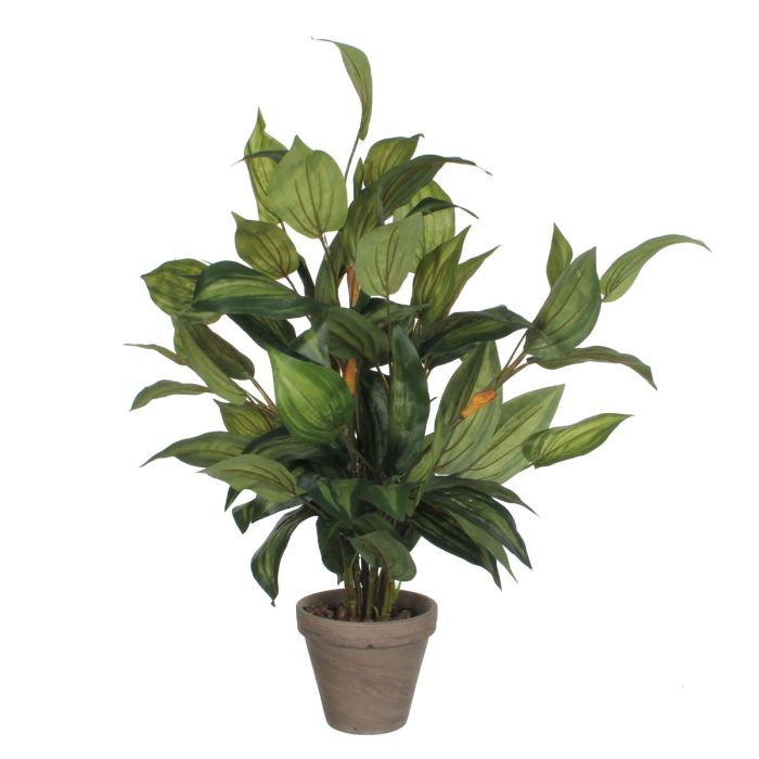 Hosta plante 65 cm høj