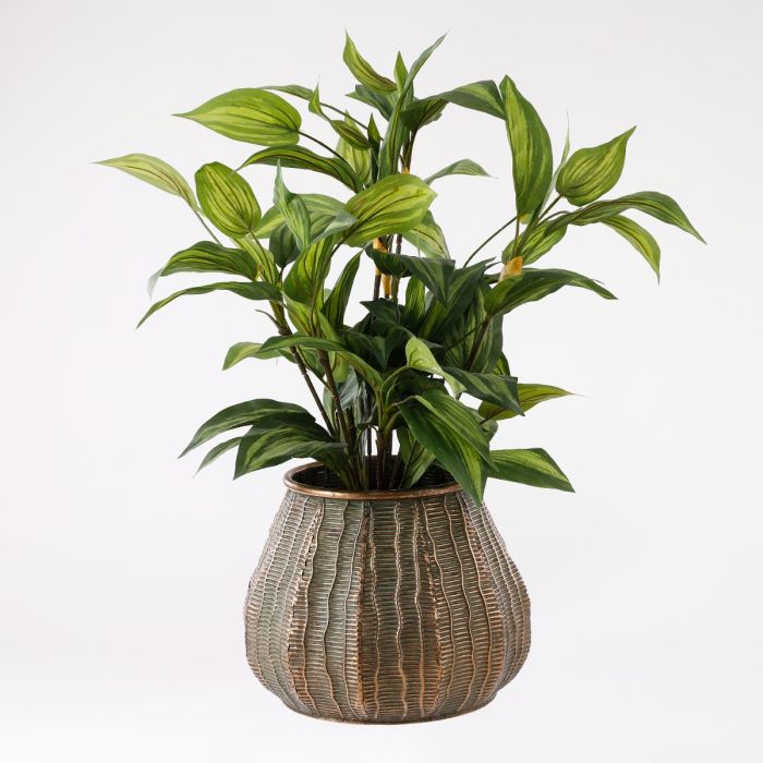 Hosta plante 65 cm høj