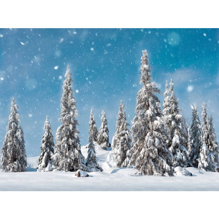 Baggrund med snedækkede graner 78 x 58 cm