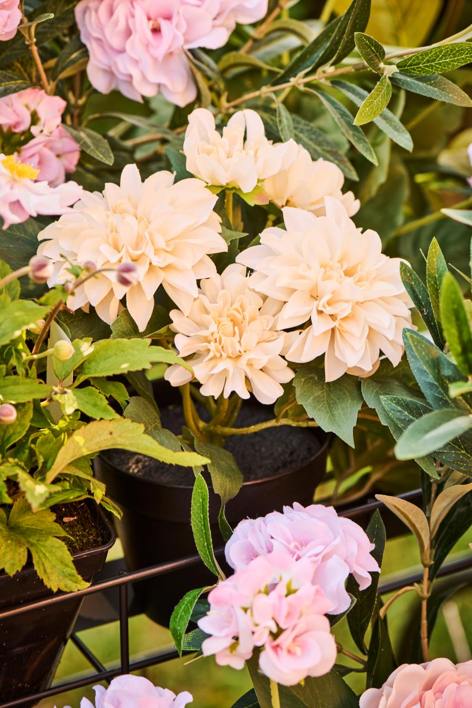 Dahlia med 5 blomster i potte blandt andre blomster