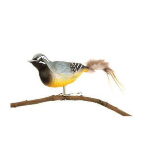 Fugl i glas med klips Bjergvipstjert set fra den anden side af