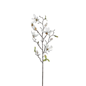 Hvid magnolia