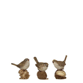 Fugle med skovens bær