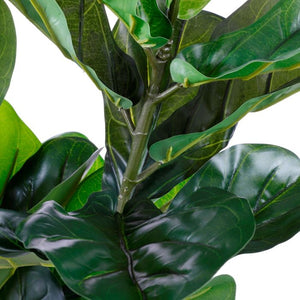 Ficus lyrata violinfigen 75 cm høj