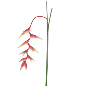 Heliconia pink