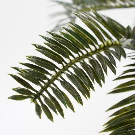 Cycas Japansk koglepalme 33 cm høj