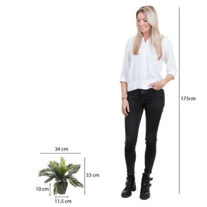 Cycas Japansk koglepalme 33 cm høj