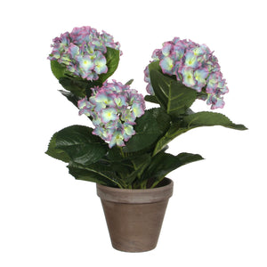 Hortensia blålilla 40 cm høj