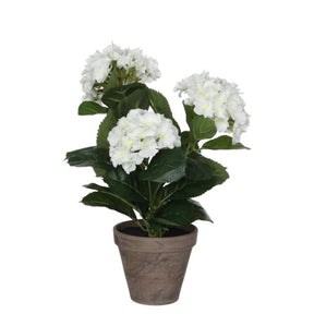 Hortensia hvid 40 cm høj