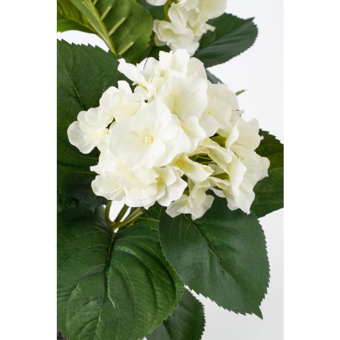 Hortensia hvid 40 cm høj