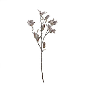 Magnolia brun