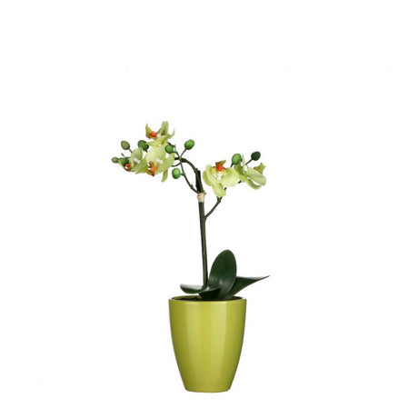 Phalaenopsis orkidé limegrøn i potte
