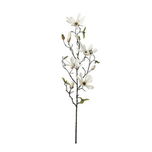 Magnolia creme