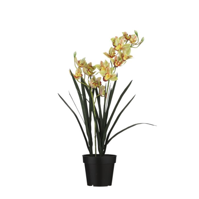 Cymbidium orkidé lysegrøn