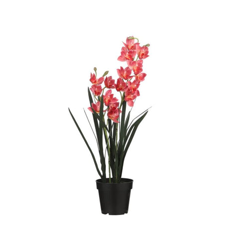 Cymbidium orkidé lyserød