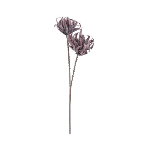 Krysantemum