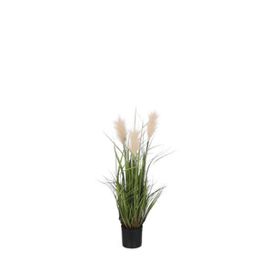 Plume græs creme i potte. 80 cm høj.