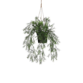Hængeplante springeria