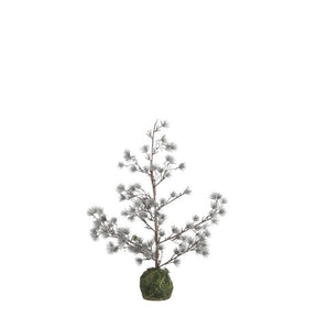 Lærketræ med let frost 60 cm højt