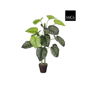 Caladium palme 100 cm høj