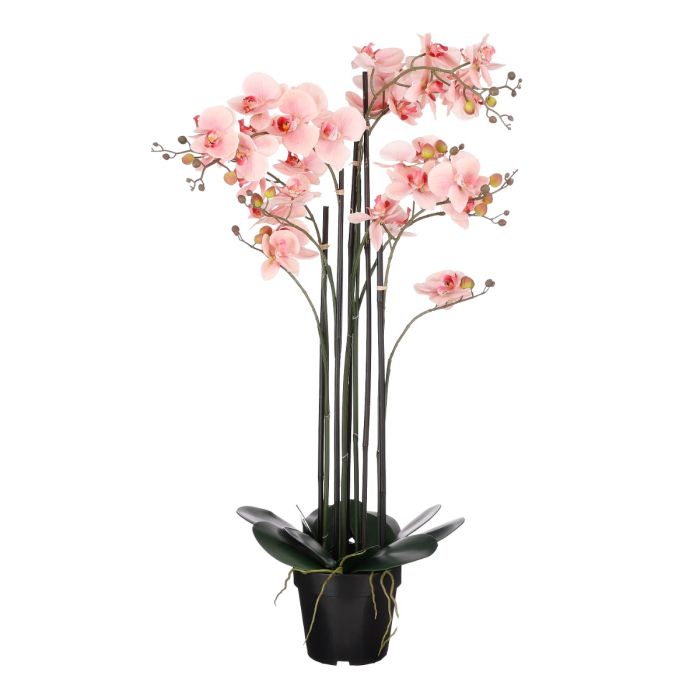 Phalaenopsis orkidé 97 cm høj fersken
