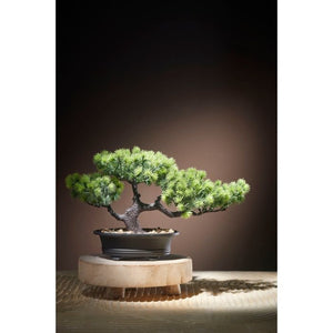 Bonsai træ 21 cm højt