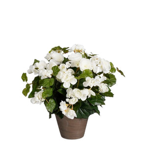 Begonia hvid 37 cm høj