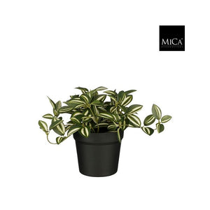 Tradescantia kaffesladder grøn 16 cm høj