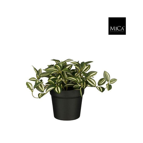 Tradescantia kaffesladder grøn 16 cm høj