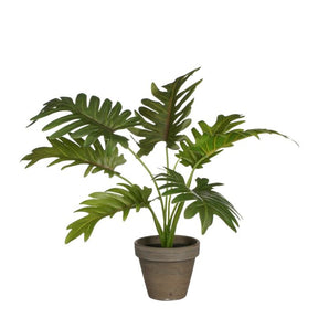 Philodendron plante 30 cm høj,