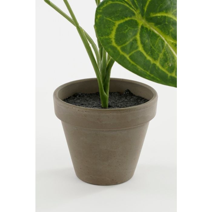Caladium plante 28 cm høj