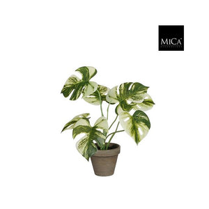 Monstera palme 30 cm høj