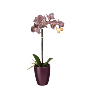 Phalaenopsis orkidé mauve 47 cm høj med matchende potteskjuler