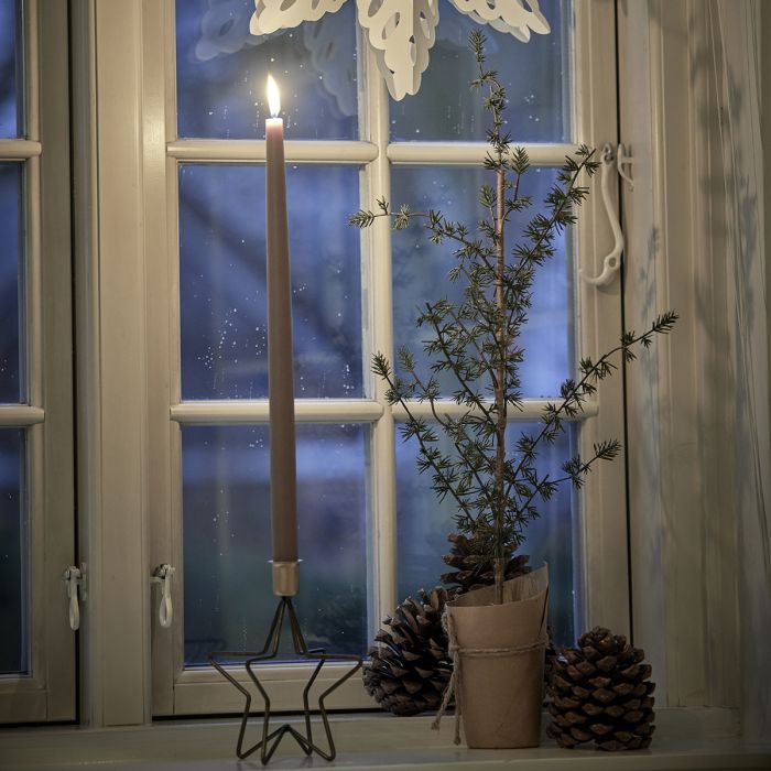 Lærketræ i papirspotte 75 cm højt