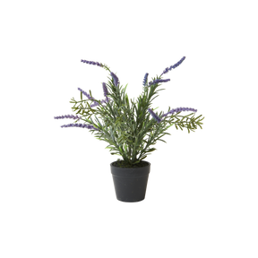 Lavendel i potte 30 cm høj