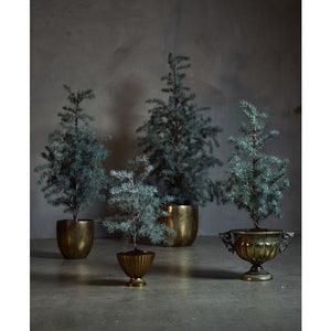 Cedertræ med potte 60 cm højt