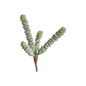 Sukkulent 4 stilke 15 cm